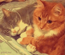 Cat Hug GIF - Hug Your Cat Day Hug Cat GIFs