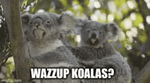 bear koala