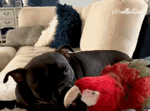 Licking The Pet Collective GIF - Licking The Pet Collective Dog GIFs