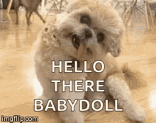 Dogs Cute Animals GIF - Dogs Cute Animals Funny Animals Smile GIFs