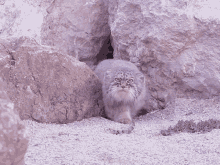 Pallas Cat Cat GIF - Pallas Cat Cat Wild Cat GIFs