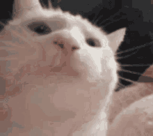 Catjam GIF - Catjam Cat GIFs