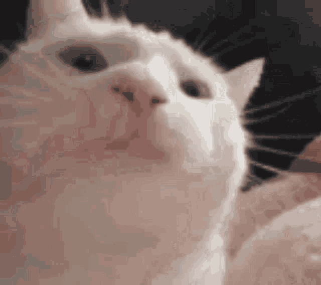 Catjam Cat GIF - Catjam Cat - Discover & Share GIFs