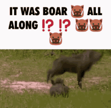 Boar Boars GIF - Boar Boars Revelation GIFs