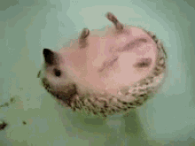 Floating GIF - Floating Hedgehog GIFs