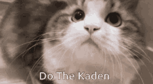 Do The Kaden Cat GIF - Do The Kaden Cat Cat Nod GIFs