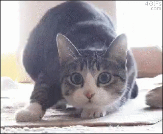 Shaq Cat GIF - Shaq Cat Pounce - Descubre & Comparte GIFs