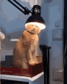 Cat Funny GIF - Cat Funny Light GIFs