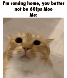 Gupitaro Moo GIF - Gupitaro Moo Cat GIFs