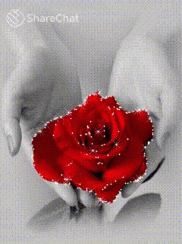 Rose Share Chat Gif Rose Share Chat Flower Discover Share Gifs