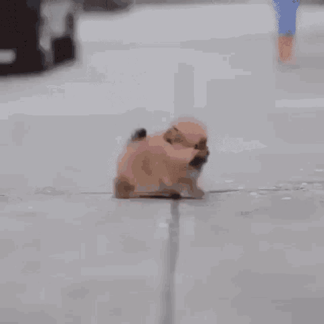 dog-animal.gif