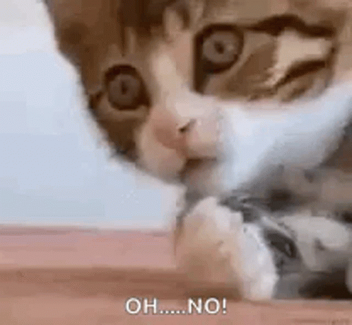 Gato Sorprendido GIF - Gato Sorprendido Jadeando GIFs