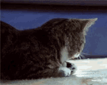 Cat Surprie GIF - Cat Surprie Gato GIFs