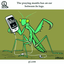 Mantis Animal Facts GIF - Mantis Animal Facts Earphones GIFs