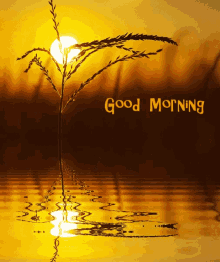 Good Morning Sunrise GIF - Good Morning Sunrise Water Ripple GIFs