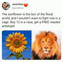 surreal lion sunflower absurd flower