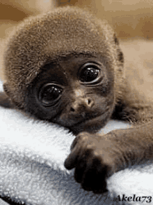 Monkey Cute GIF - Monkey Cute Baby GIFs