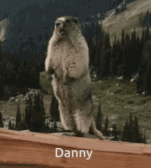 Danny Yelling GIF - Danny Yelling Marmot GIFs