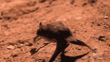 Crawling Worlds Weirdest GIF - Crawling Worlds Weirdest Bat Appreciation Day GIFs