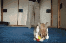 gg bunny rabbit house pets pets