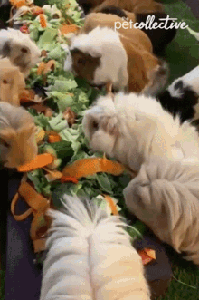 Eating Vegetables GIF - Eating Vegetables Guinea Pig GIFs