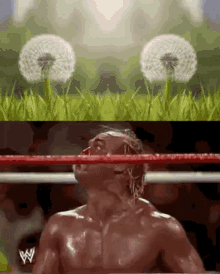 Blowing Hulk Wrestling GIF - Blowing Hulk Wrestling Dandelion GIFs
