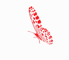 borboletas butterfly beautiful wings borboletas butterfly beautiful wings