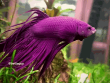 betta fish yawn fighting fish purple betta fish yawn fighting fish purple