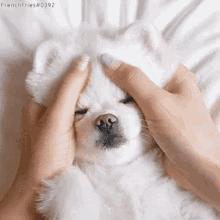 Cute Dog GIF - Cute Dog White Dog GIFs