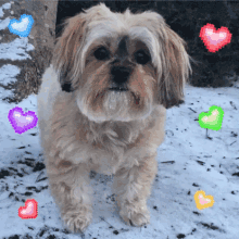 Morkie Puppy GIF - Morkie Puppy Love GIFs