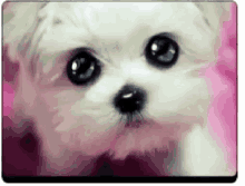 Dogs Cute Dug GIF - Dogs Cute Dug Puppy Eyes GIFs