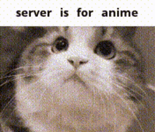 Server Is GIF - Server Is For GIFs
