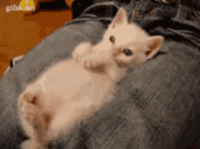 Kitty Cat GIF - Kitty Cat Pet GIFs