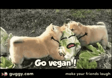 Vegan Vegano GIF - Vegan Vegano Go Vegan GIFs