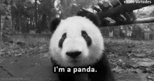 Panda Im A Panda GIF - Panda Im A Panda Walking Panda GIFs