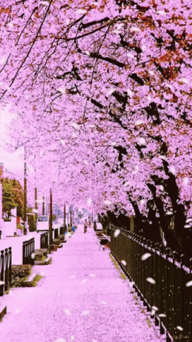 Flower Cherry Blossom GIF - Flower Cherry Blossom GIFs