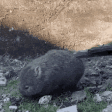 Wombat Chungy GIF - Wombat Chungy Bumble GIFs