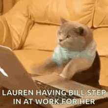 Lauren Having Bill Cat GIF - Lauren Having Bill Cat Working GIFs