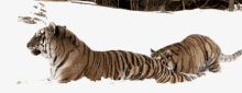 tigers cub play playing tiger
