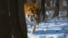 Strolling Tiger Global Tiger Day See Why These Cats Earned Their Stripes GIF - Strolling Tiger Global Tiger Day See Why These Cats Earned Their Stripes Nat Geo Wild GIFs