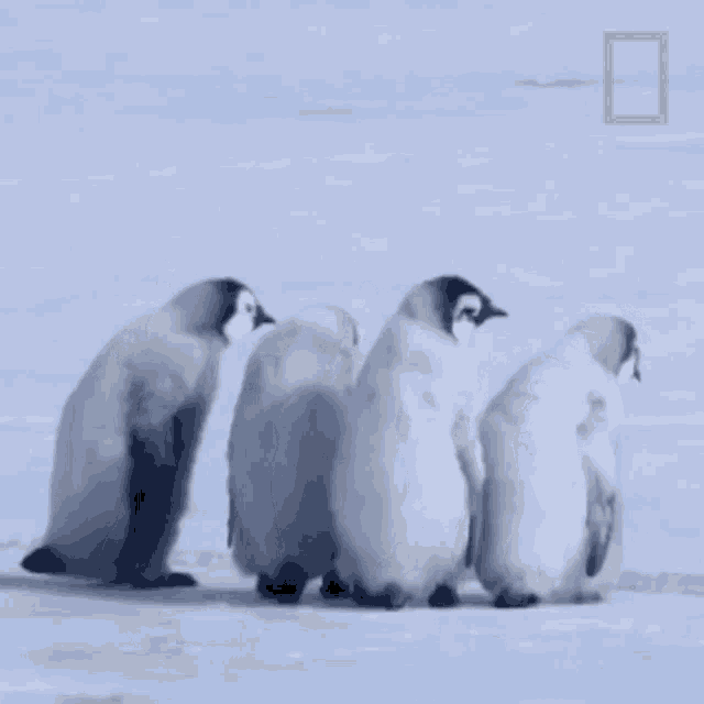 What Is It National Geographic GIF - What Is It National Geographic A