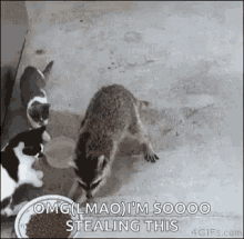 Raccoon Steal GIF - Raccoon Steal Stealing GIFs