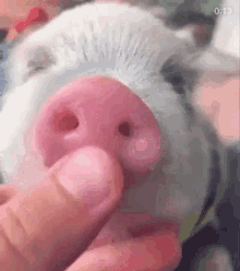 Piggster Meeboo GIF - Piggster Meeboo Pig GIFs