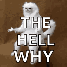 Confused White GIF - Confused White Persian GIFs