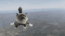 Flying Cat Go Go Go GIF - Flying Cat Go Go Go Fly GIFs