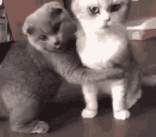 Meu Amorzinho Cat GIF - Meu Amorzinho Cat Clingy GIFs