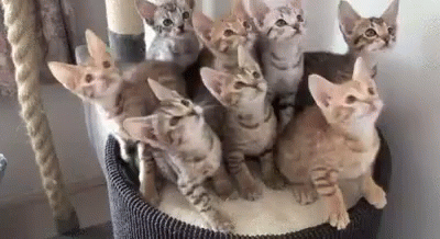 Kittens Going Back And Forth GIF - Kittens Back And Forth Look GIFs