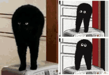 Cat Shocked GIF - Cat Shocked Black GIFs