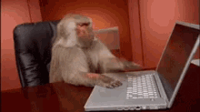 When You Forget The Wifi Password GIF - Monkey Frustrated Oh No GIFs