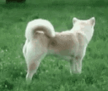 Fox Dog GIF - Fox Dog Jump GIFs